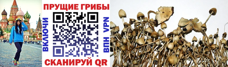 KRAKEN как войти  Белово  Галлюциногенные грибы Psilocybine cubensis  как найти наркотики 